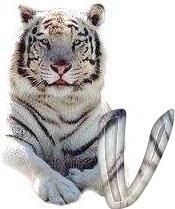tigre-6120987-22.jpg