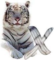 tigre-6120987-24.jpg