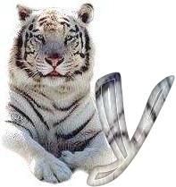 tigre-6120987-25.jpg
