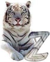 tigre-6120987-26.jpg