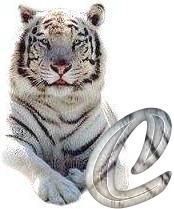 tigre-6120987-3.jpg