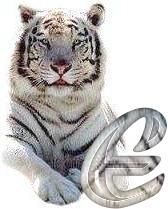 tigre-6120987-5.jpg
