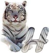 tigre-6120987-8.jpg