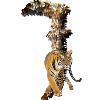 tigre-77734346-10.png