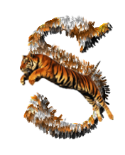 tigre-77734346-19.png