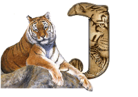 tigre-787878-10.gif