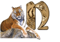 tigre-787878-14.gif