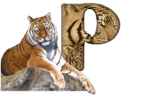 tigre-787878-16.gif