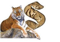 tigre-787878-19.gif