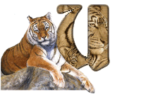 tigre-787878-21.gif