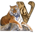tigre-787878-22.gif
