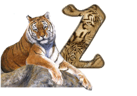 tigre-787878-26.gif
