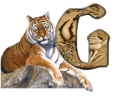 tigre-787878-7.gif