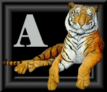 tigre-88884545-1.gif