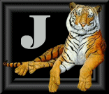 tigre-88884545-10.gif