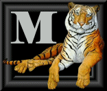 tigre-88884545-13.gif