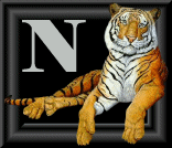 tigre-88884545-14.gif