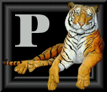 tigre-88884545-16.gif