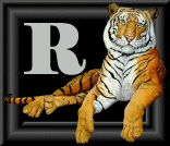 tigre-88884545-18.gif