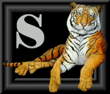 tigre-88884545-19.gif