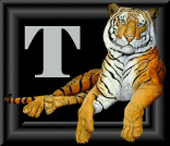 tigre-88884545-20.gif