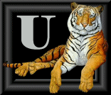 tigre-88884545-21.gif