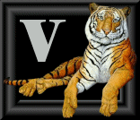 tigre-88884545-22.gif