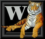 tigre-88884545-23.gif