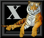 tigre-88884545-24.gif