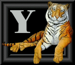 tigre-88884545-25.gif