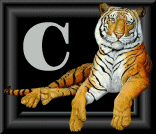 tigre-88884545-3.gif