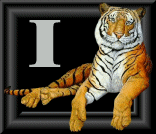 tigre-88884545-9.gif