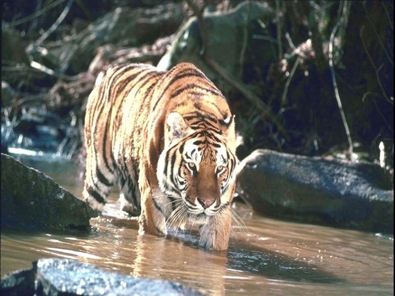 tigre-8975.jpg