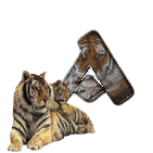 tigre-909765-1.gif