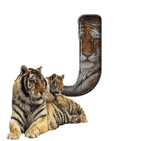 tigre-909765-10.gif