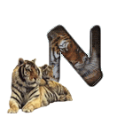 tigre-909765-14.gif