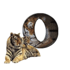 tigre-909765-15.gif