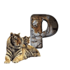 tigre-909765-16.gif