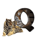 tigre-909765-17.gif