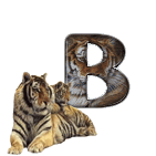 tigre-909765-2.gif