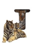 tigre-909765-20.gif