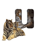 tigre-909765-21.gif