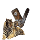 tigre-909765-22.gif