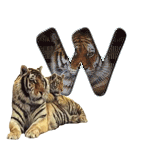 tigre-909765-23.gif