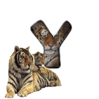 tigre-909765-25.gif