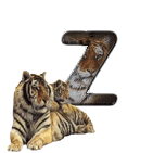 tigre-909765-26.gif
