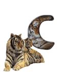 tigre-909765-3.gif