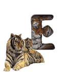 tigre-909765-5.gif