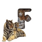 tigre-909765-6.gif