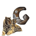 tigre-909765-7.gif